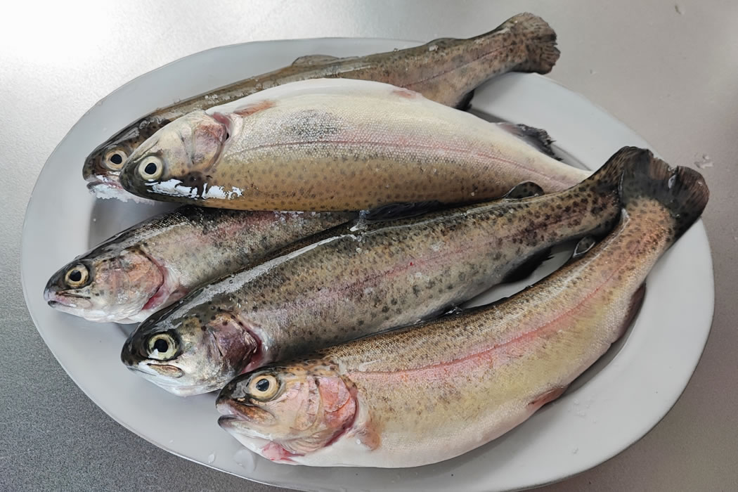 マス釣り